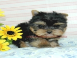 teacup yorkie